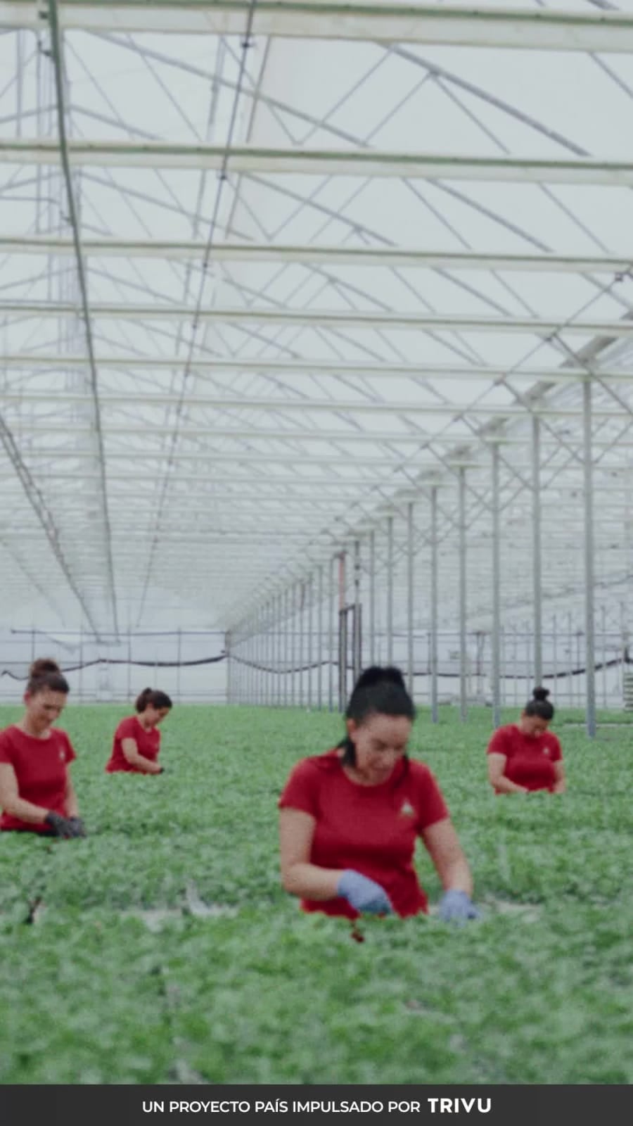 Trabajadoras en un invernadero, talento que sostiene el campo español