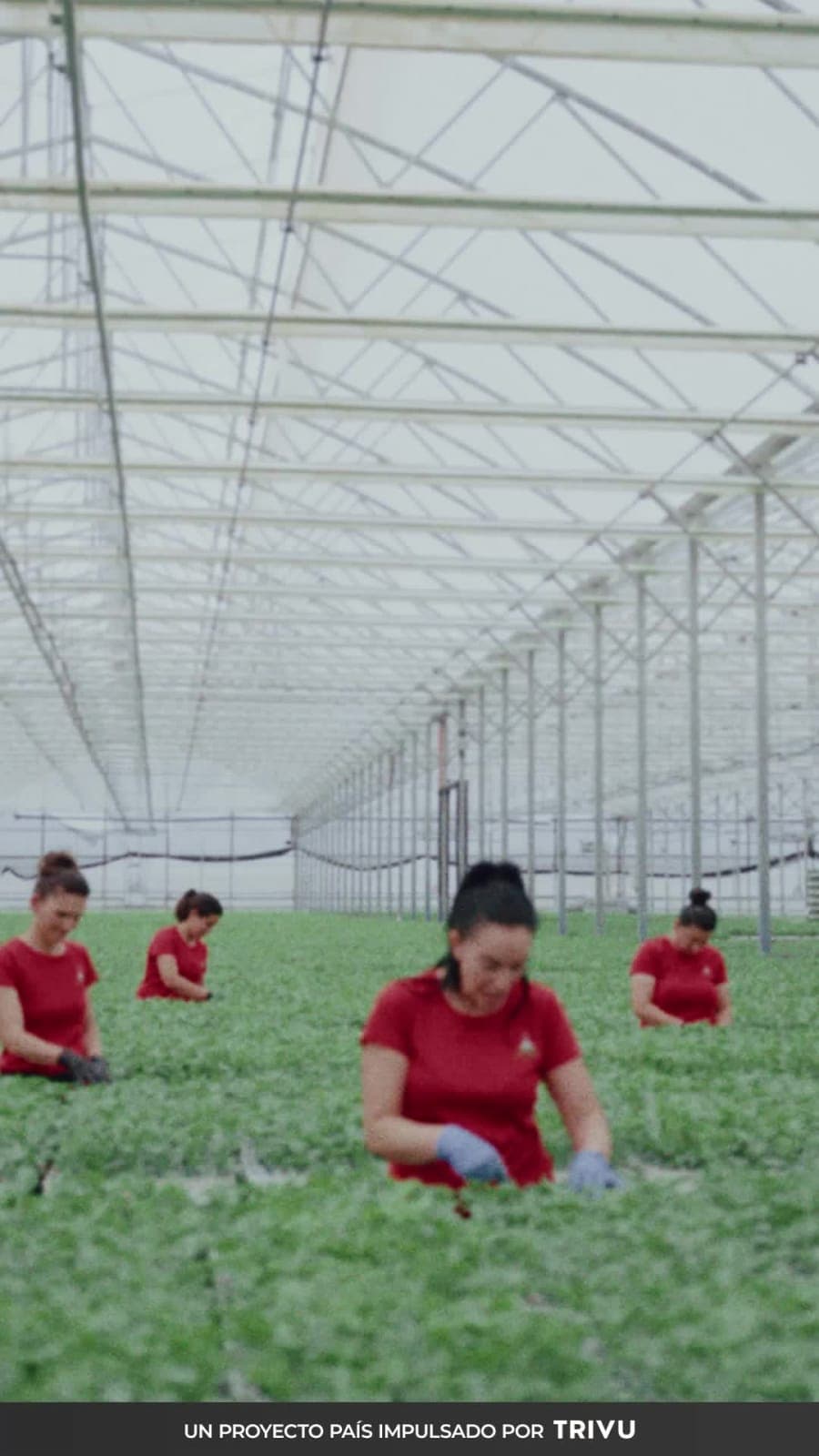 Trabajadoras en un invernadero, talento que sostiene el campo español